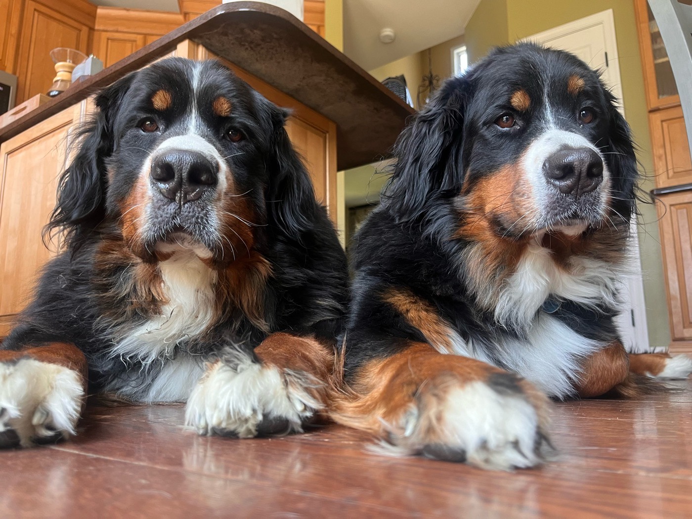 Tilley and Holly, two Bernese Mountain Dogs, lying on a kitchen floor